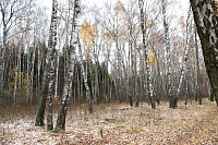 15. Лесные дорожки