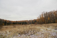 18. Лесные полянки