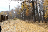 15. Лесные дорожки